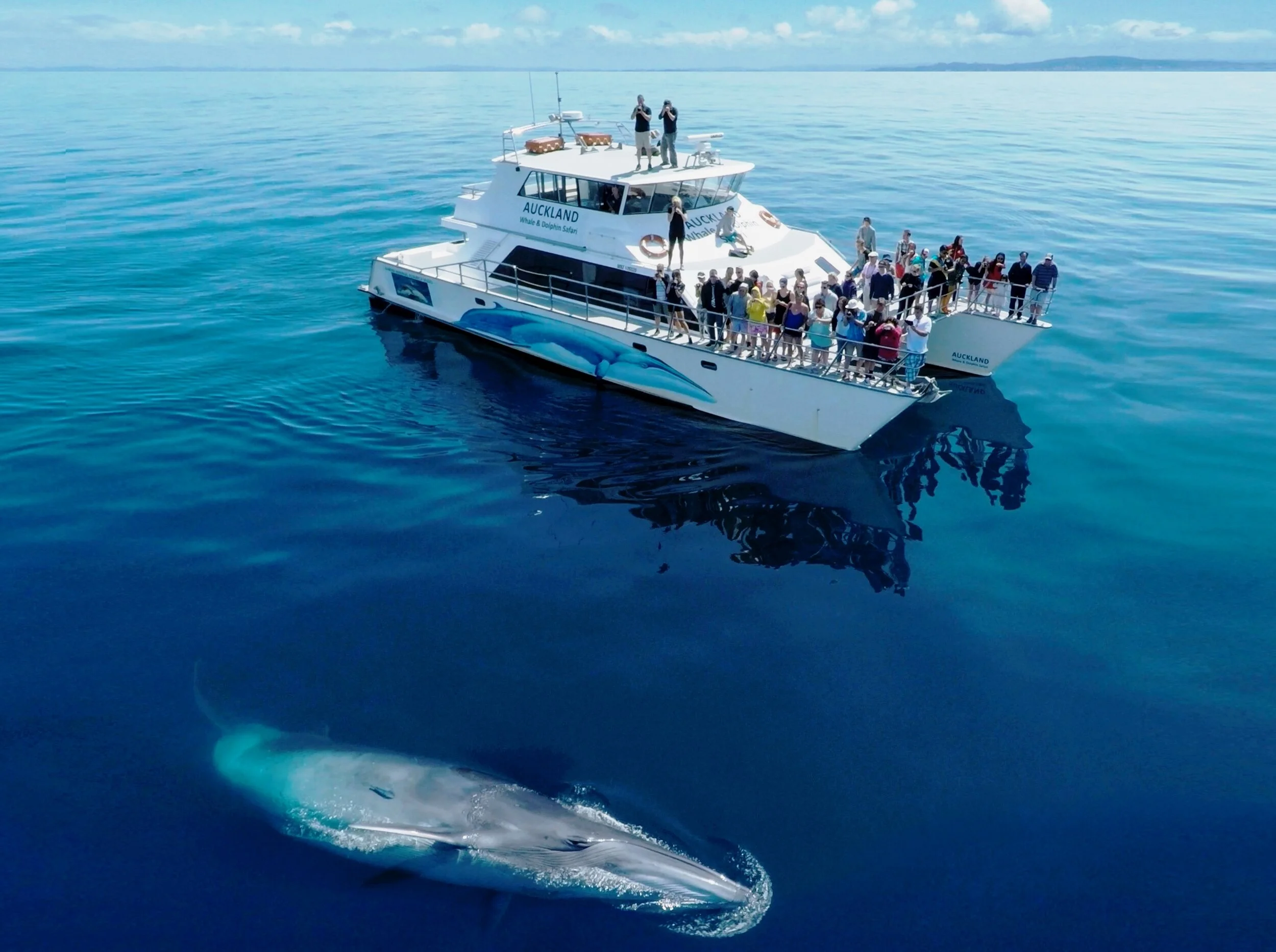 Whale Watching in Auckland — Traverse Journeys - Travel That